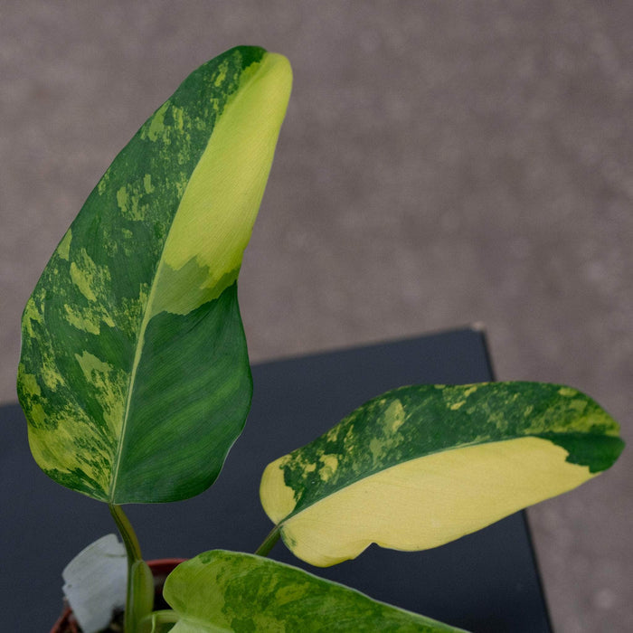 Gabriella Plants Philodendron 4" Philodendron domesticum variegated