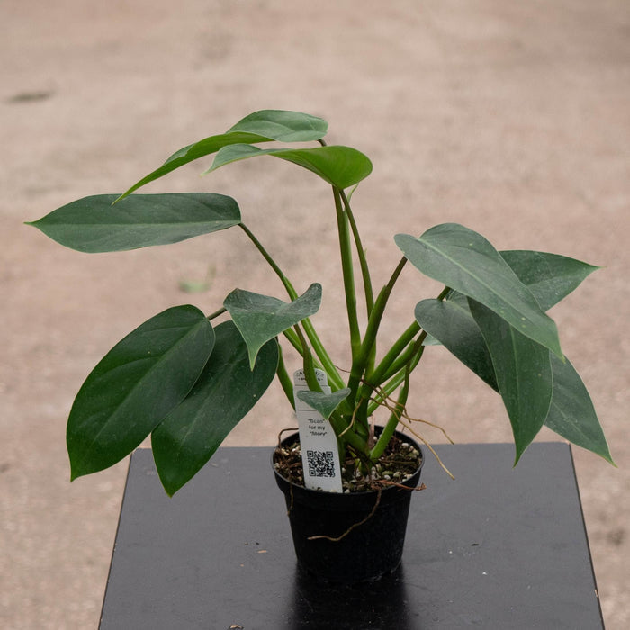Gabriella Plants Philodendron 4" Philodendron 'Emerald Queen'