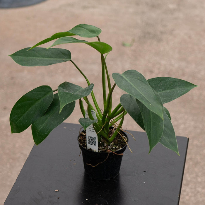 Gabriella Plants Philodendron 4" Philodendron 'Emerald Queen'
