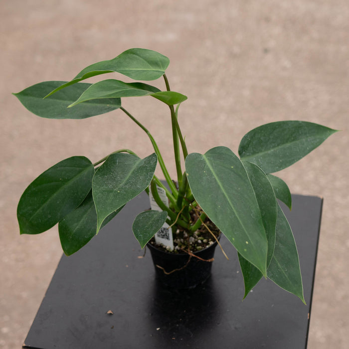 Gabriella Plants Philodendron 4" Philodendron 'Emerald Queen'