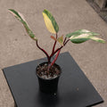 Gabriella Plants Philodendron 4" Philodendron erubescens 'Strawberry Shake'