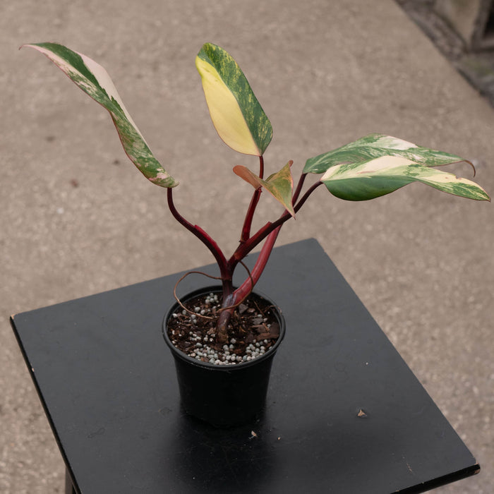 Gabriella Plants Philodendron 4" Philodendron erubescens 'Strawberry Shake'