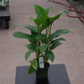 Gabriella Plants Philodendron 4" Philodendron 'Eva'