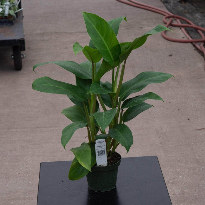 Gabriella Plants Philodendron 4" Philodendron 'Eva'