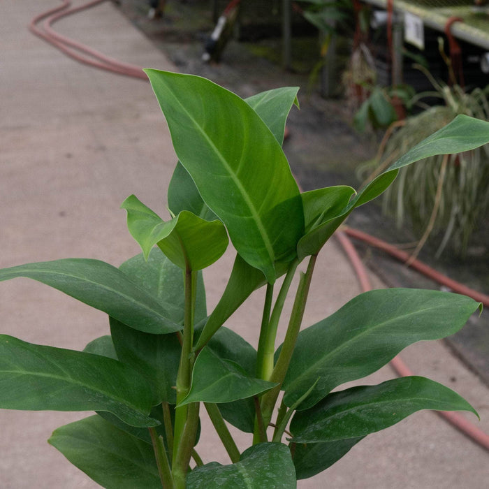 Gabriella Plants Philodendron 4" Philodendron 'Eva'