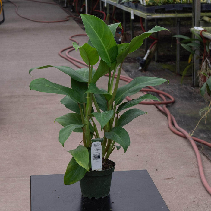 Gabriella Plants Philodendron 4" Philodendron 'Eva'