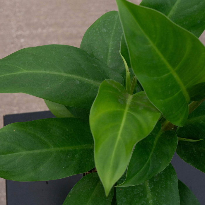 Gabriella Plants Philodendron 4" Philodendron 'Eva'