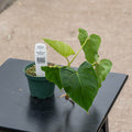 Gabriella Plants Philodendron 3" Philodendron fibrosum