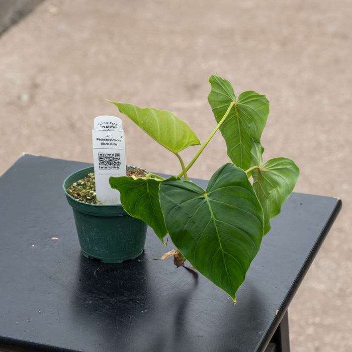 Gabriella Plants Philodendron 3" Philodendron fibrosum