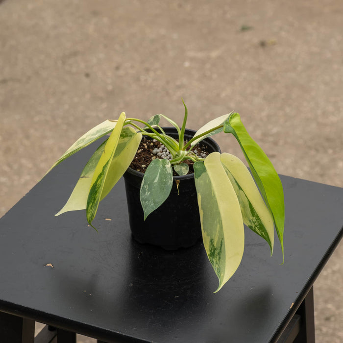 Gabriella Plants Philodendron Hybrid 4" Philodendron 'Florida Beauty'