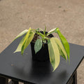 Gabriella Plants Philodendron Hybrid 4" Philodendron 'Florida Beauty'