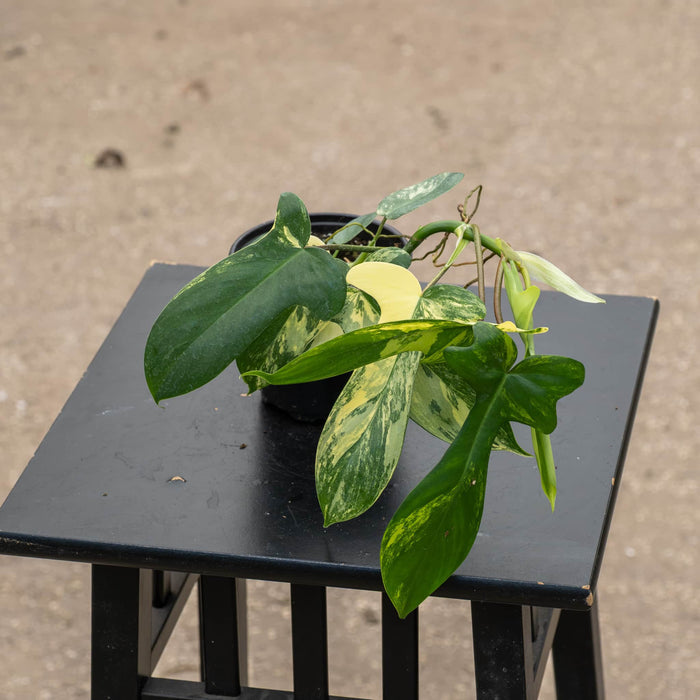 Gabriella Plants Philodendron Hybrid 4" Philodendron 'Florida Beauty'