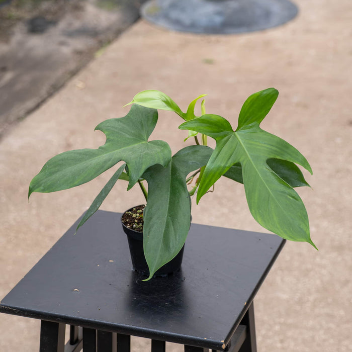 Gabriella Plants Philodendron Philodendron 'Florida'