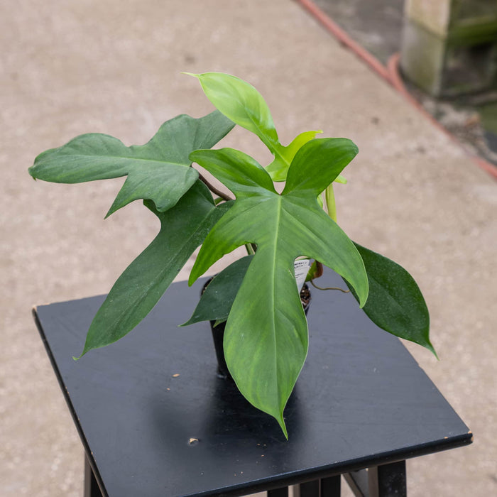 Gabriella Plants Philodendron 4" Philodendron 'Florida'