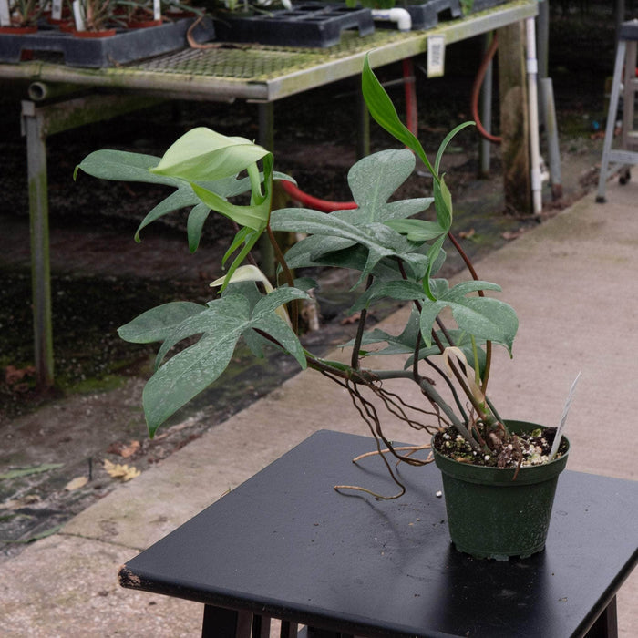 Gabriella Plants Philodendron Philodendron 'Florida'