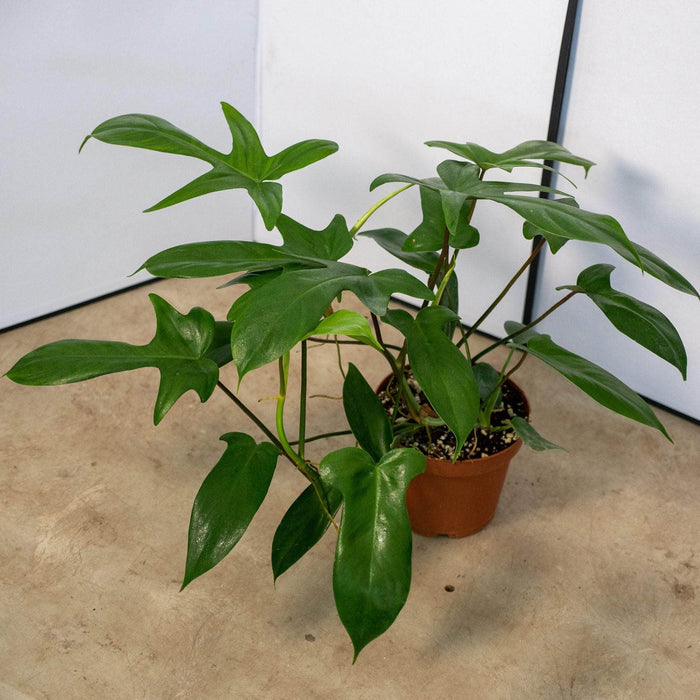 Gabriella Plants Philodendron 6" Philodendron 'Florida'