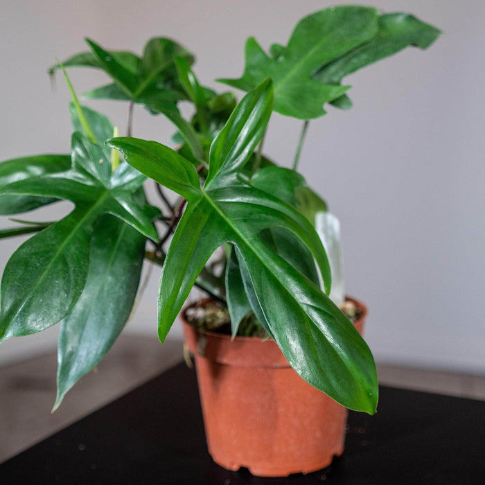 Gabriella Plants Philodendron 5" Philodendron 'Florida'