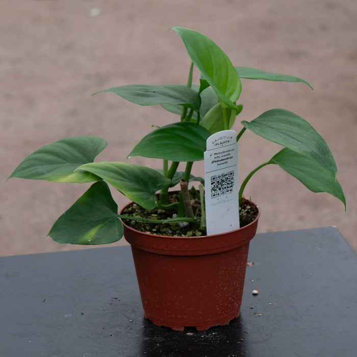 Gabriella Plants Philodendron 4" Philodendron frits-wentii