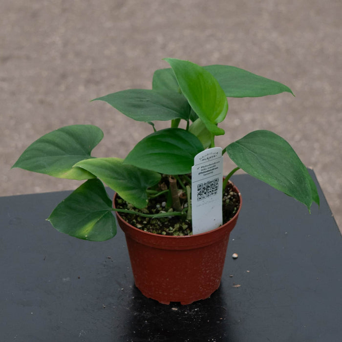 Gabriella Plants Philodendron Philodendron frits-wentii