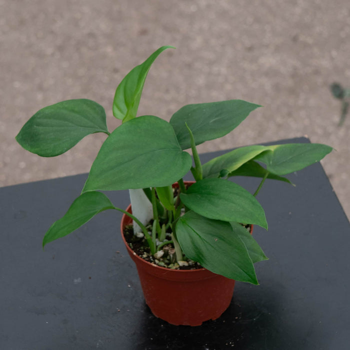 Gabriella Plants Philodendron Philodendron frits-wentii