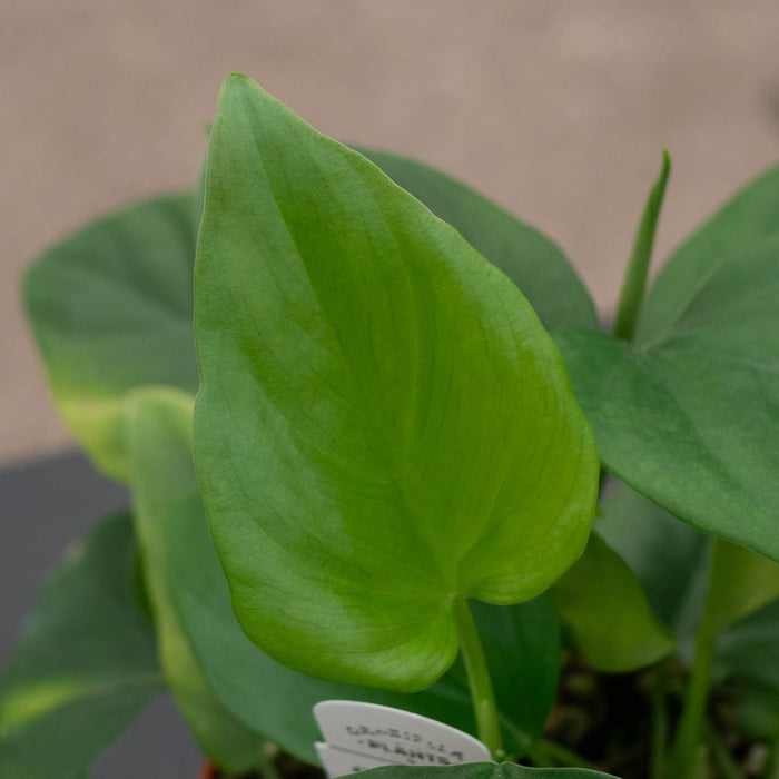 Gabriella Plants Philodendron Philodendron frits-wentii