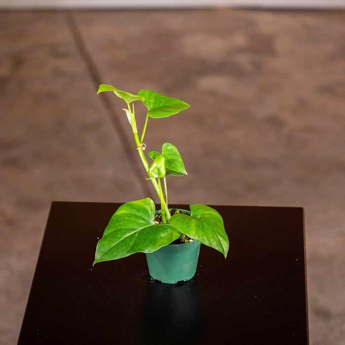Gabriella Plants Philodendron 3" Philodendron frits-wentii