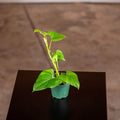 Gabriella Plants Philodendron 3" Philodendron frits-wentii