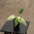 Gabriella Plants Philodendron 4" Philodendron giganteum variegated 'Blizzard'