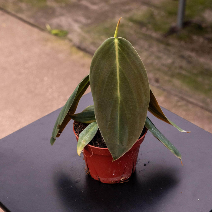 Gabriella Plants Philodendron 4” Philodendron gigas