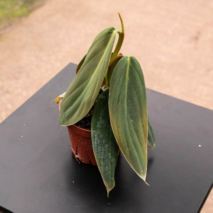 Gabriella Plants Philodendron Philodendron gigas
