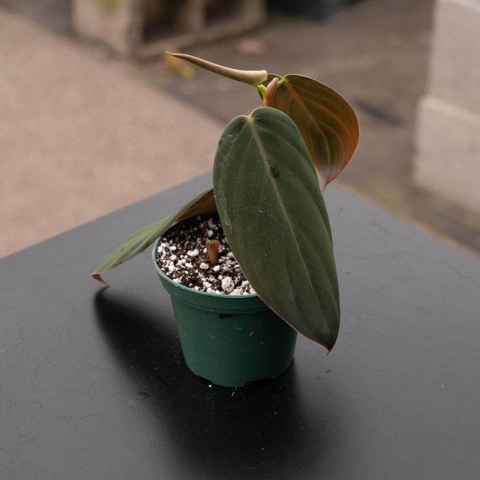 Gabriella Plants Philodendron 3” Philodendron gigas