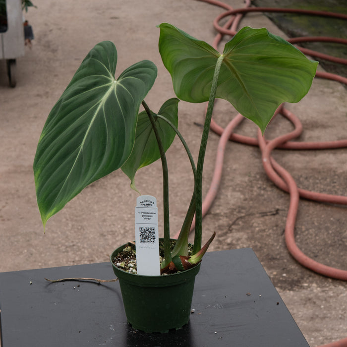 Gabriella Plants Philodendron Philodendron gloriosum 'Verde'