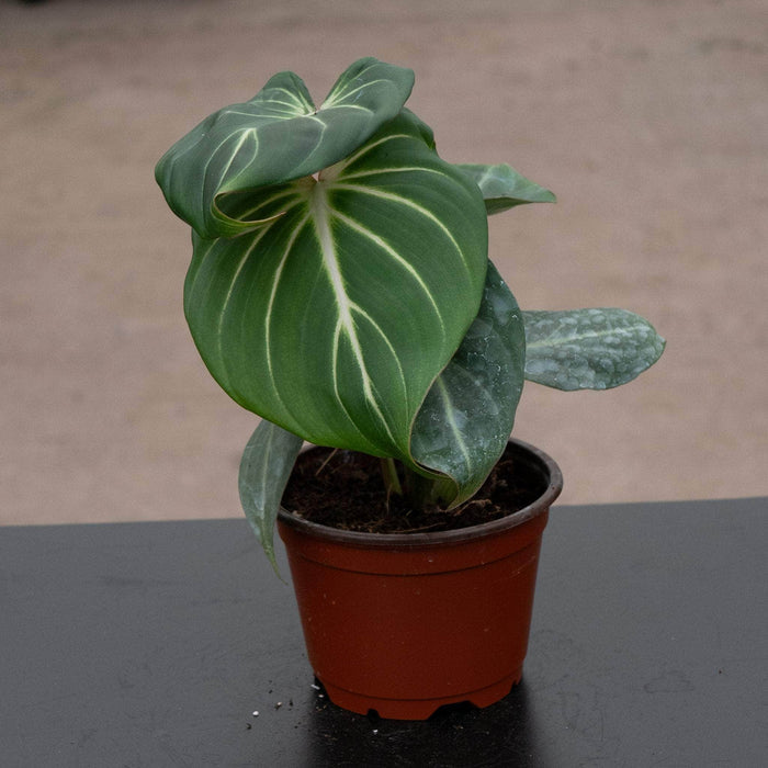 Gabriella Plants Philodendron 4" Philodendron gloriosum