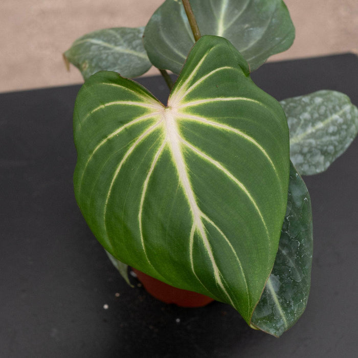 Gabriella Plants Philodendron 4" Philodendron gloriosum