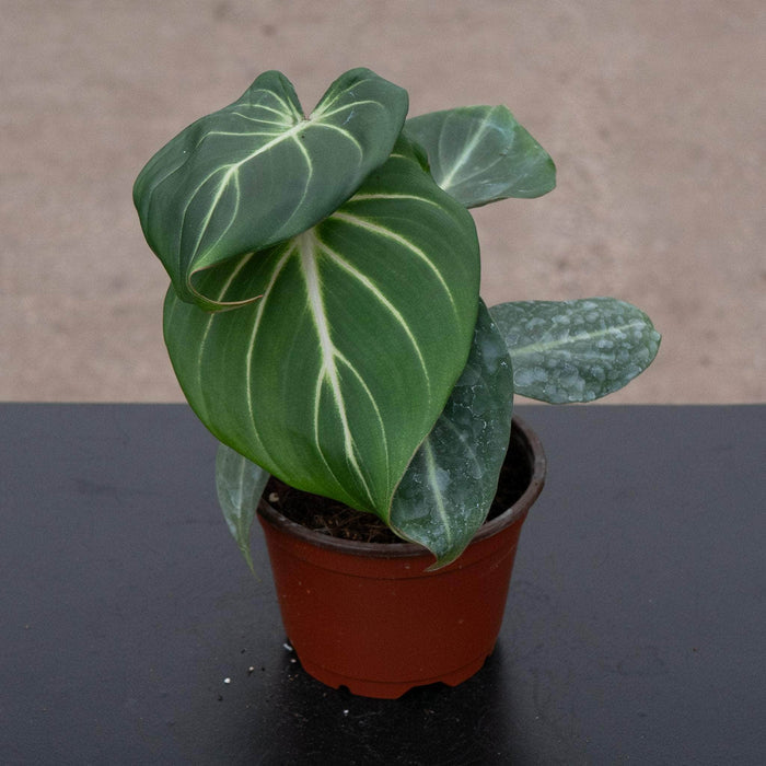 Gabriella Plants Philodendron 4" Philodendron gloriosum