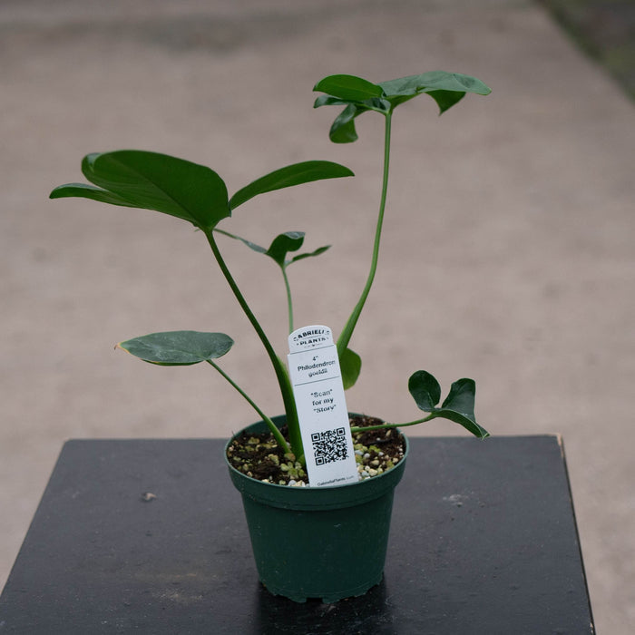 Gabriella Plants Philodendron Philodendron goeldii