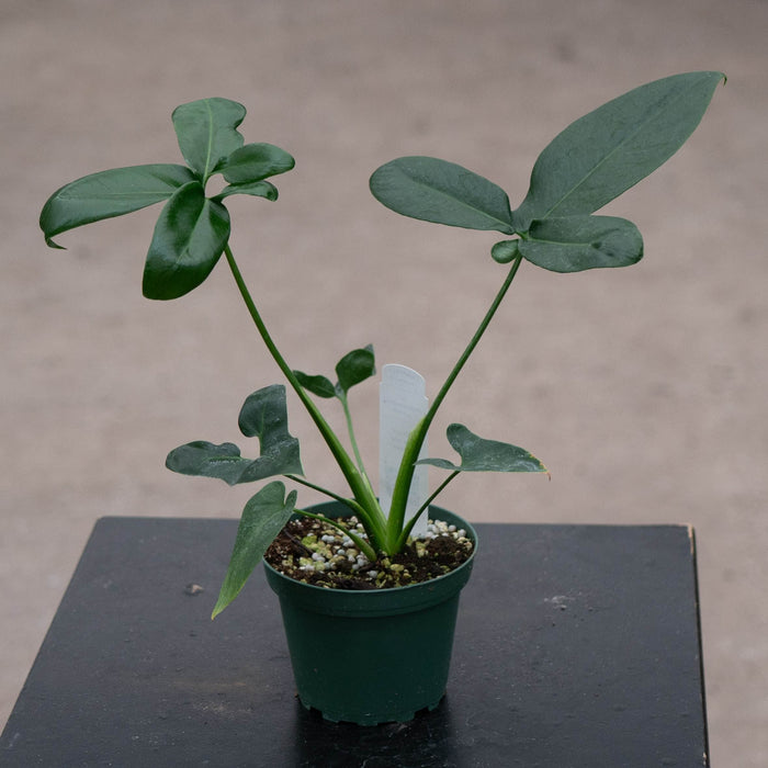 Gabriella Plants Philodendron Philodendron goeldii