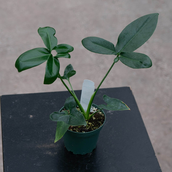 Gabriella Plants Philodendron 4" Philodendron goeldii