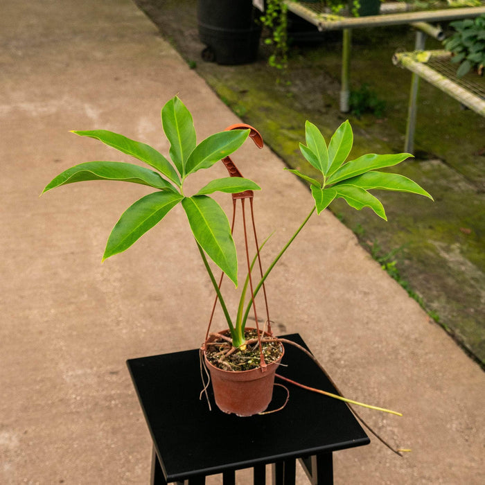 Gabriella Plants Philodendron 5" Hanging Basket Philodendron goeldii
