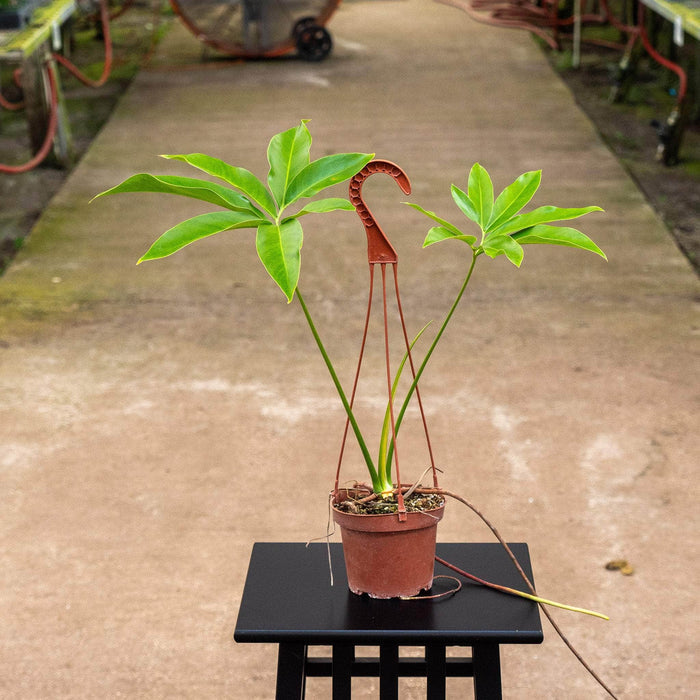 Gabriella Plants Philodendron Philodendron goeldii