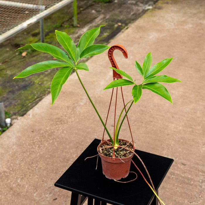 Gabriella Plants Philodendron Philodendron goeldii