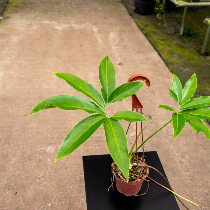 Gabriella Plants Philodendron Philodendron goeldii