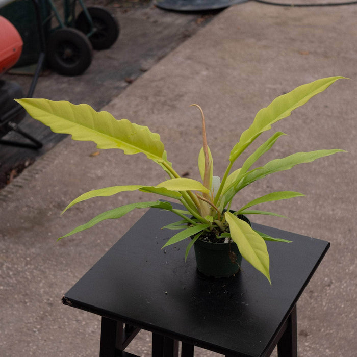 Gabriella Plants Philodendron 4" Philodendron 'Golden Crocodile'