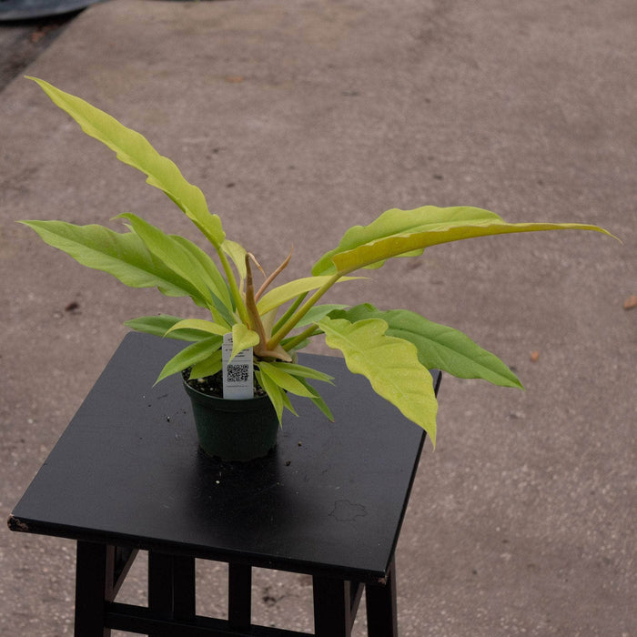 Gabriella Plants Philodendron 4" Philodendron 'Golden Crocodile'