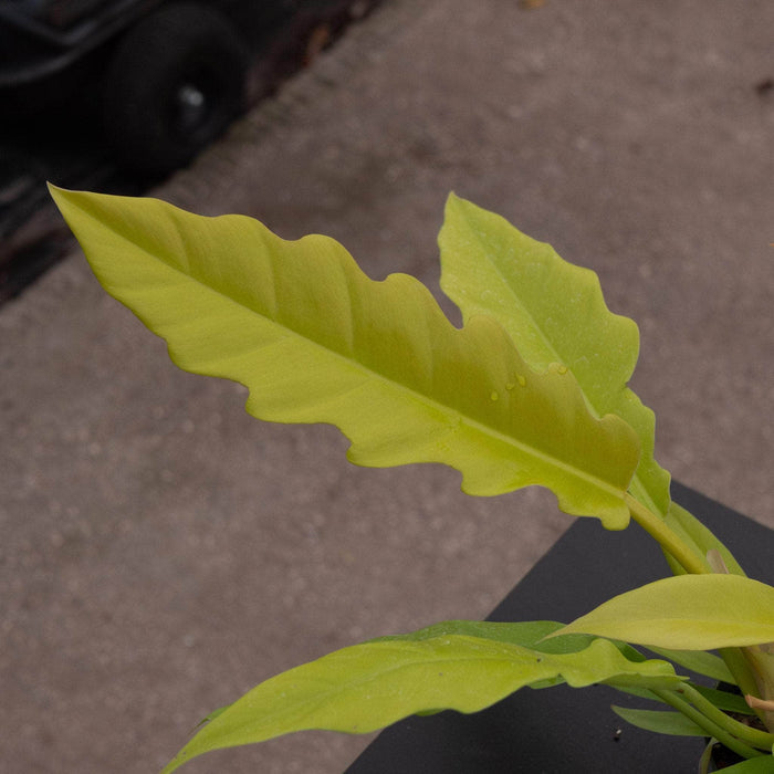 Gabriella Plants Philodendron 4" Philodendron 'Golden Crocodile'