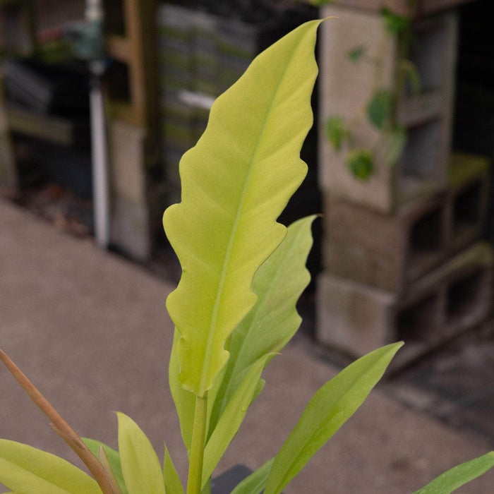 Gabriella Plants Philodendron 4" Philodendron 'Golden Crocodile'