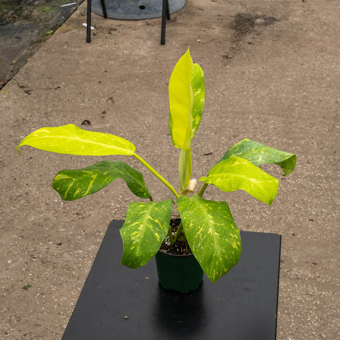 Gabriella Plants Philodendron Hybrid 4" Philodendron 'Golden Goddess' Marble Variegated