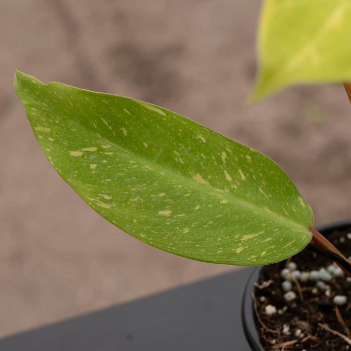 Gabriella Plants Philodendron Hybrid 4" Philodendron 'Golden Goddess' Marble Variegated