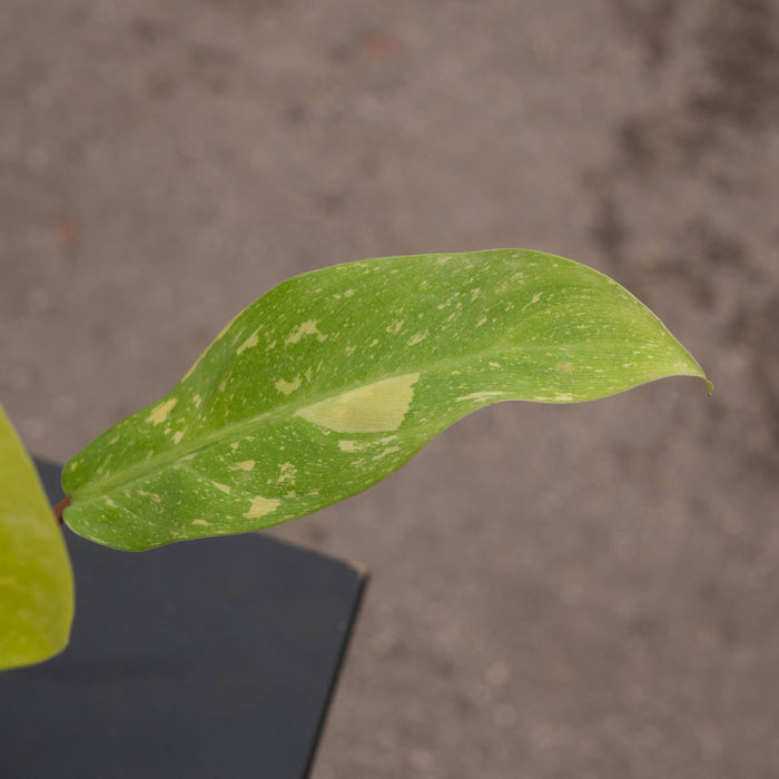 Gabriella Plants Philodendron Hybrid 4" Philodendron 'Golden Goddess' Marble Variegated