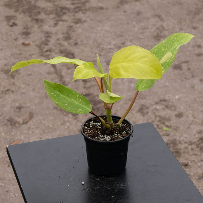 Gabriella Plants Philodendron Hybrid 4" Philodendron 'Golden Goddess' Marble Variegated
